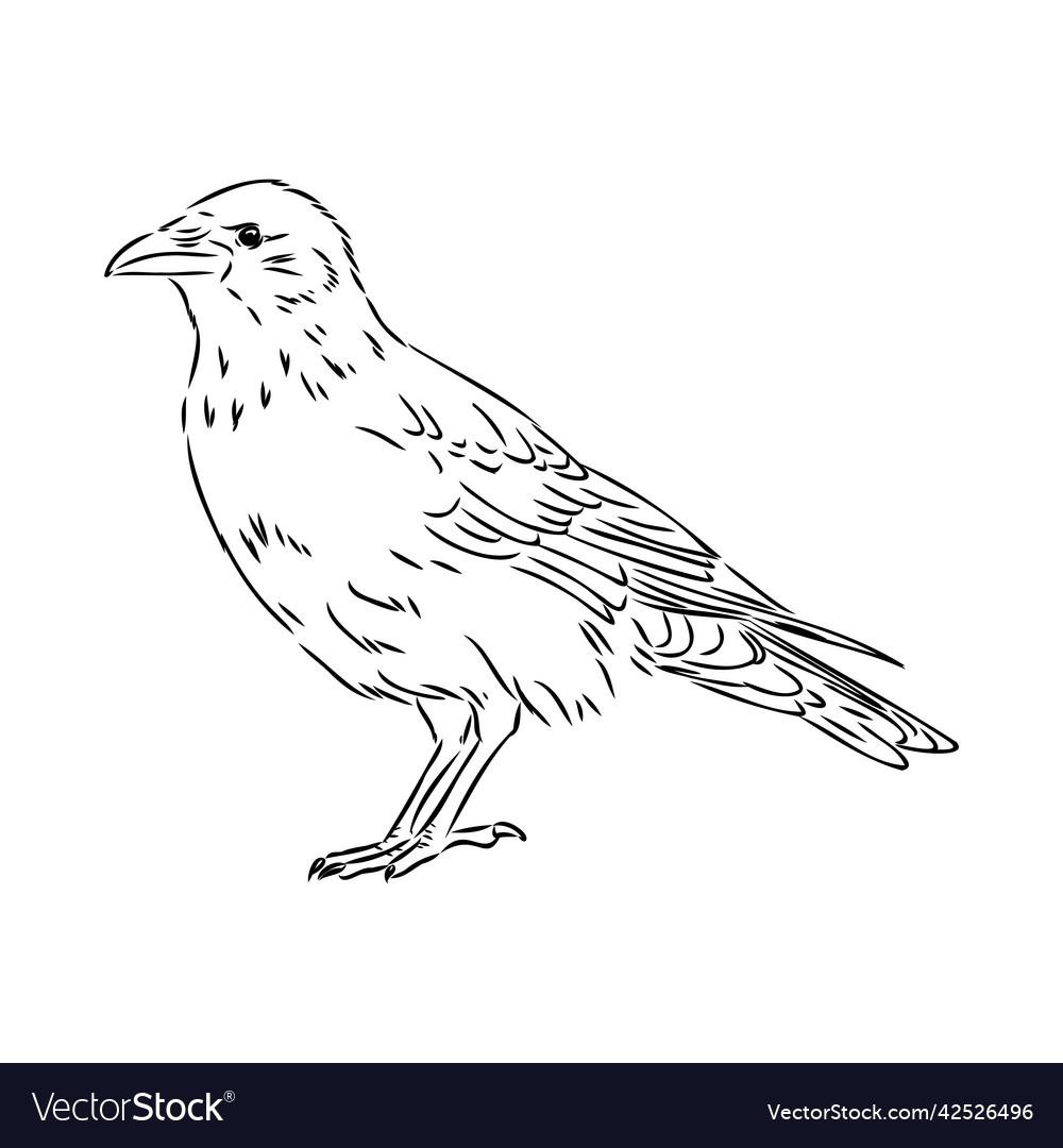 Hand-drawn black crow raven bird sketch