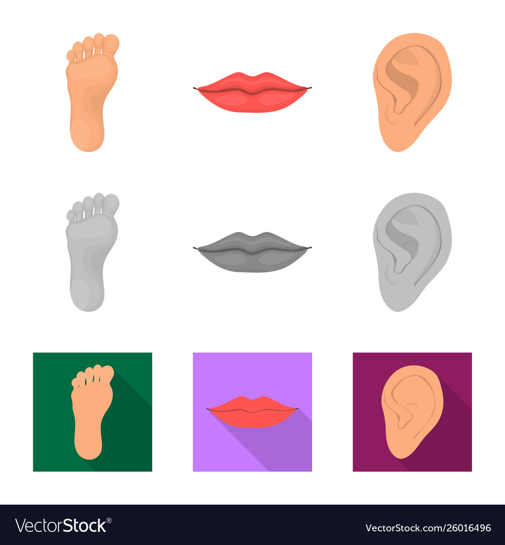 Isolated object body and part icon collection vector image Isolated object body and part icon collection