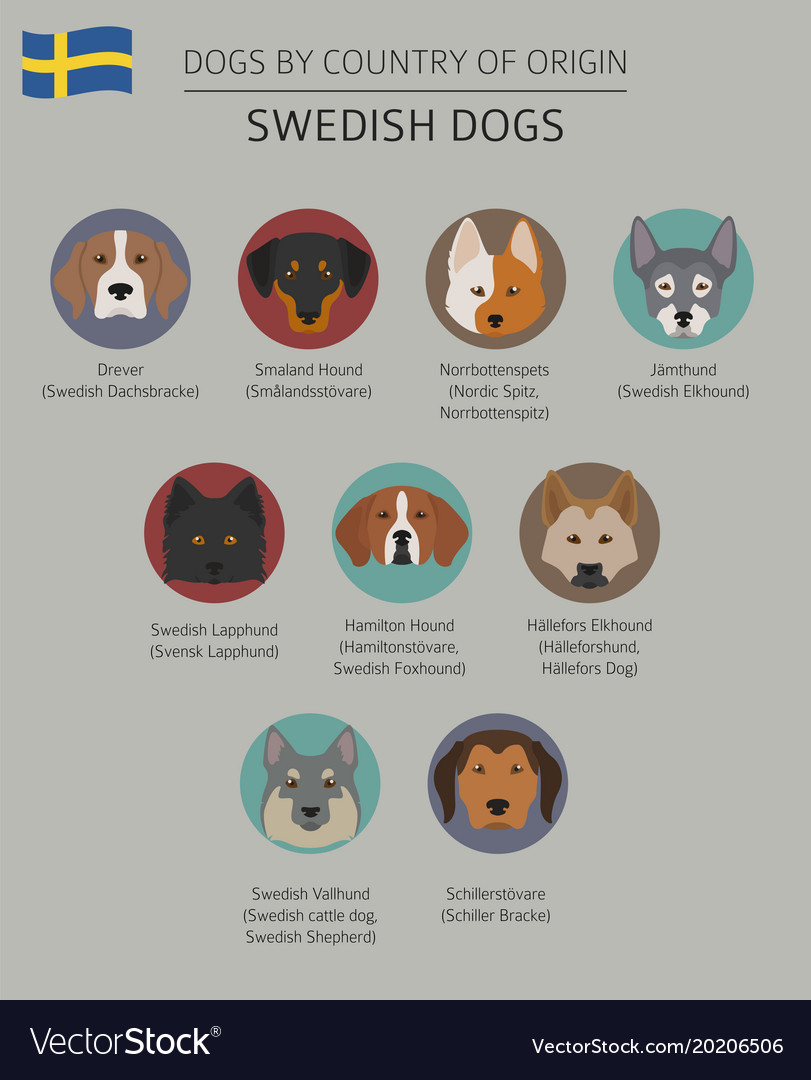 Dogs by country of origin swedish dog breeds