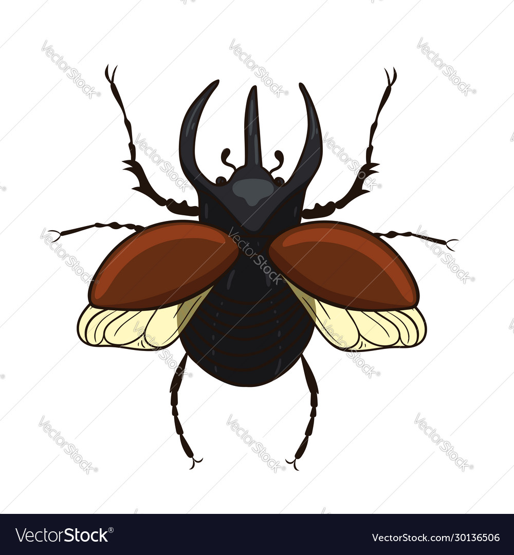Rhinoceros beetle isolate on a white background Vector Image