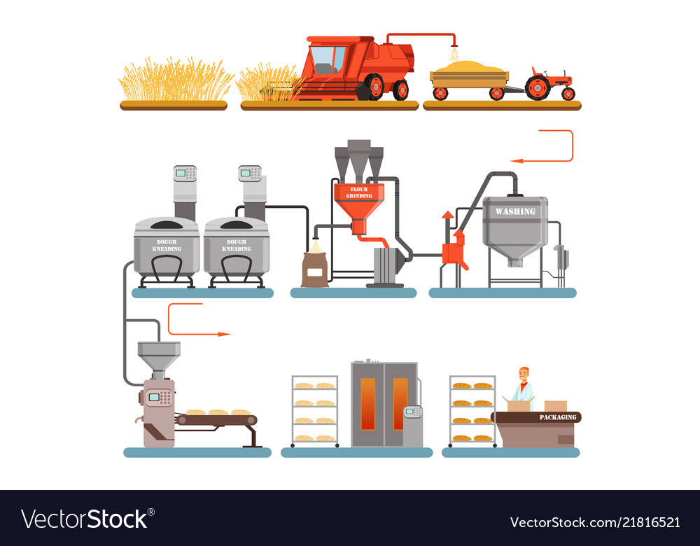 Bread production process stages from wheat harvest