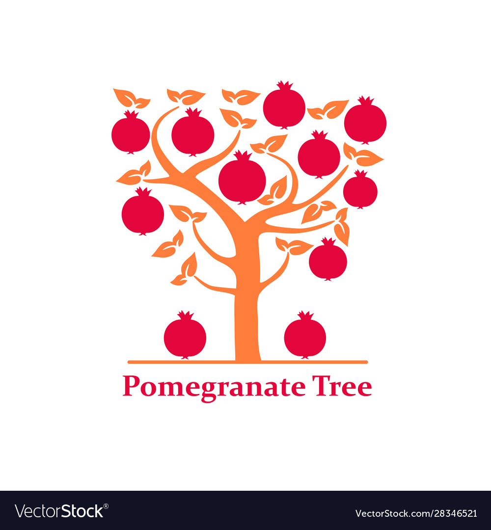 Pomegranate tree isolated vector image Pomegranate tree isolated