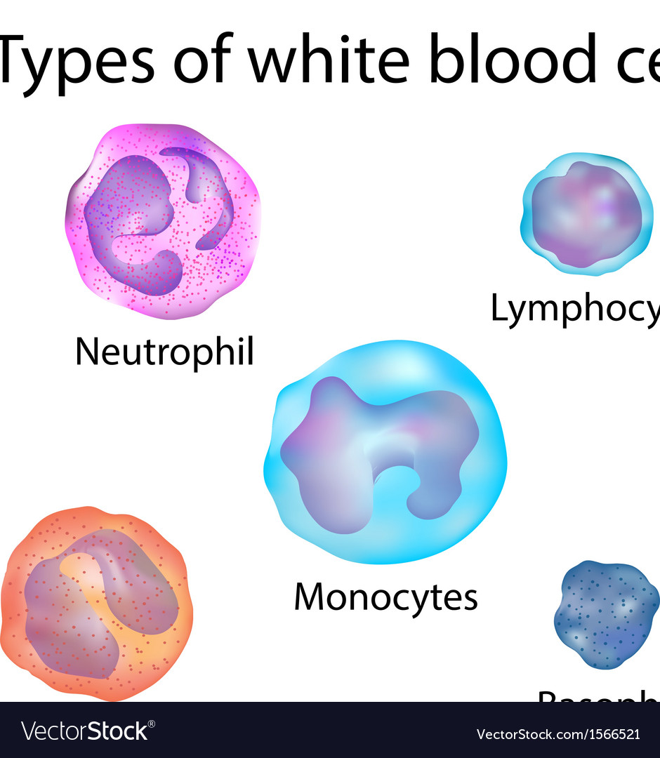 White blood cells Royalty Free Vector Image VectorStock