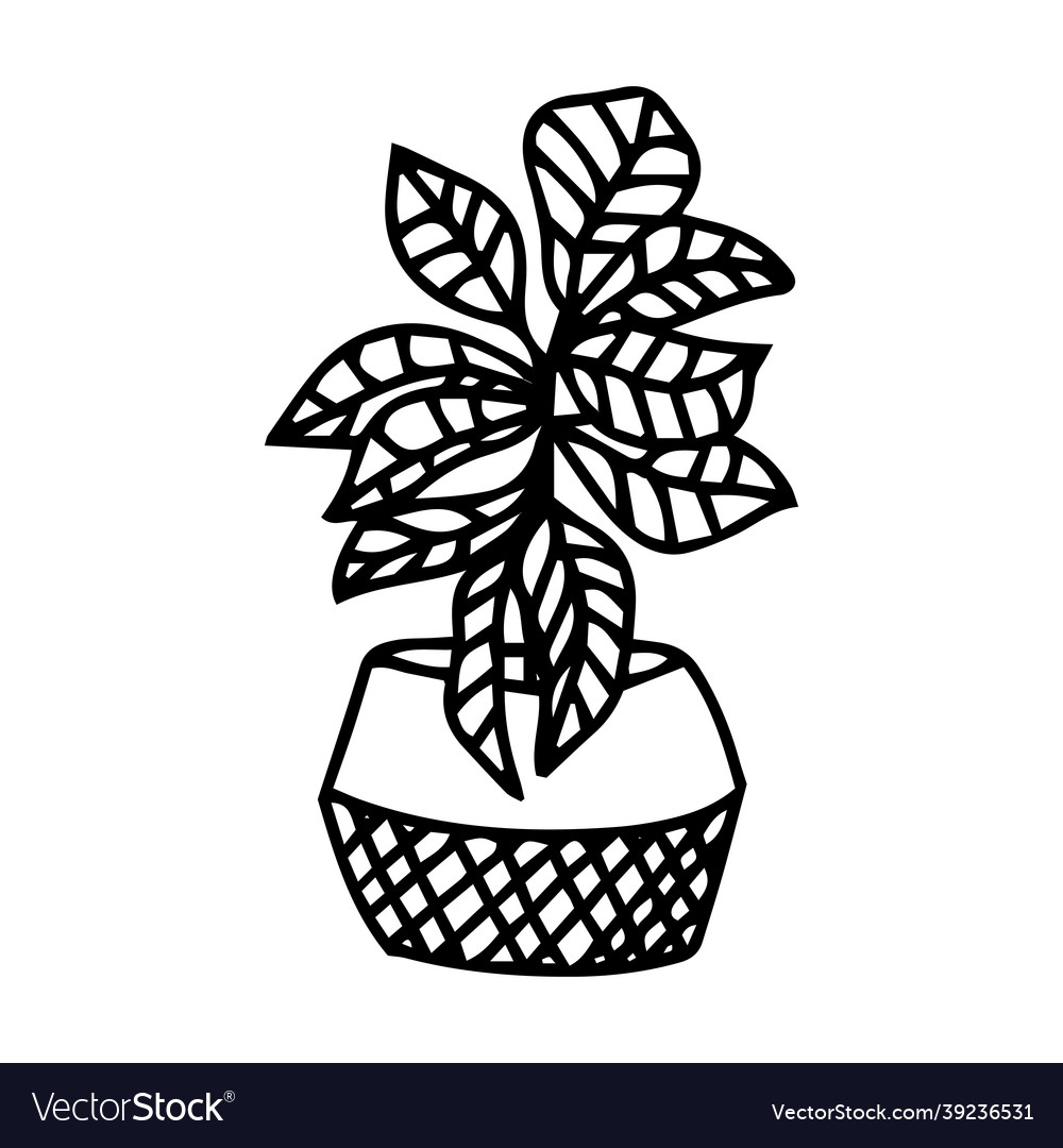 Home plants in pots outline drawings on a white