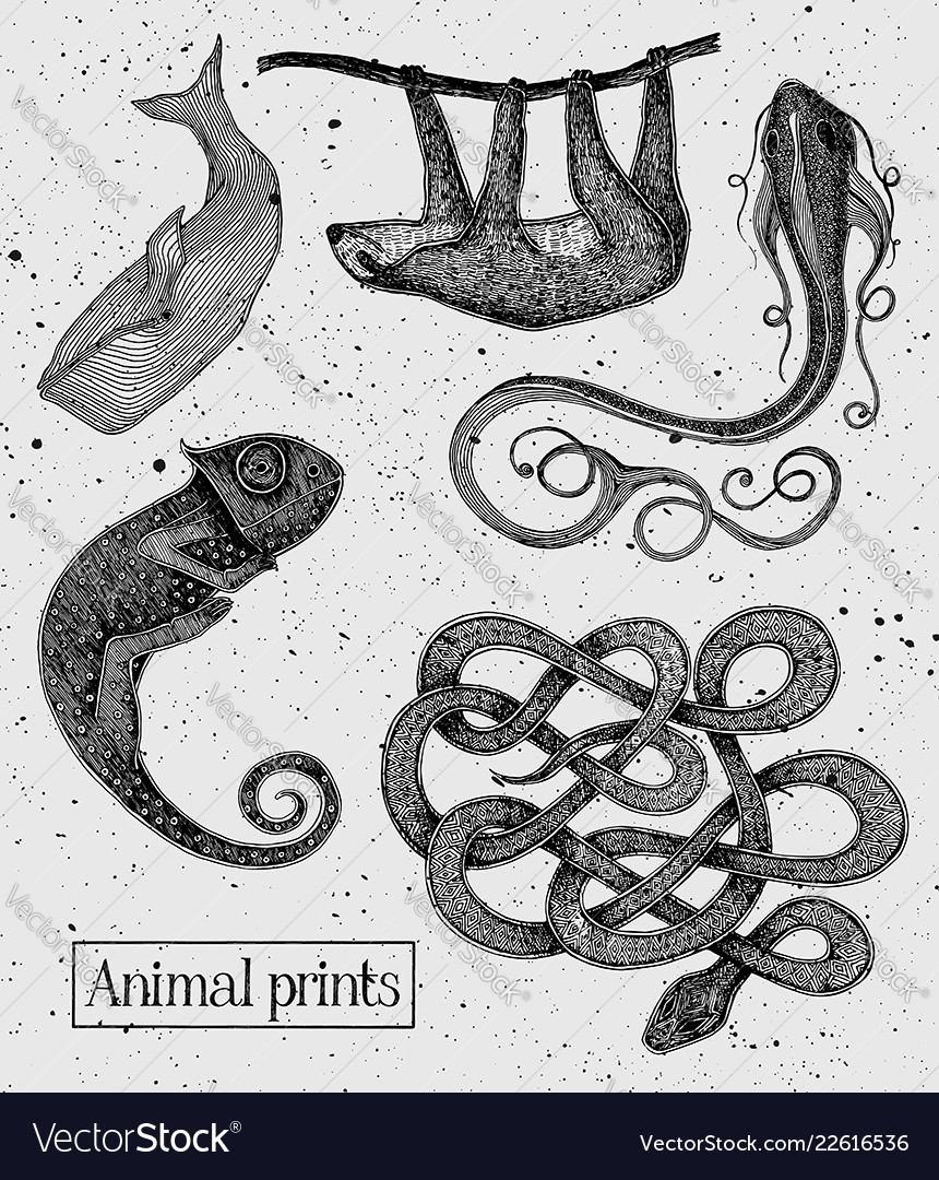 Animal vector image Animal