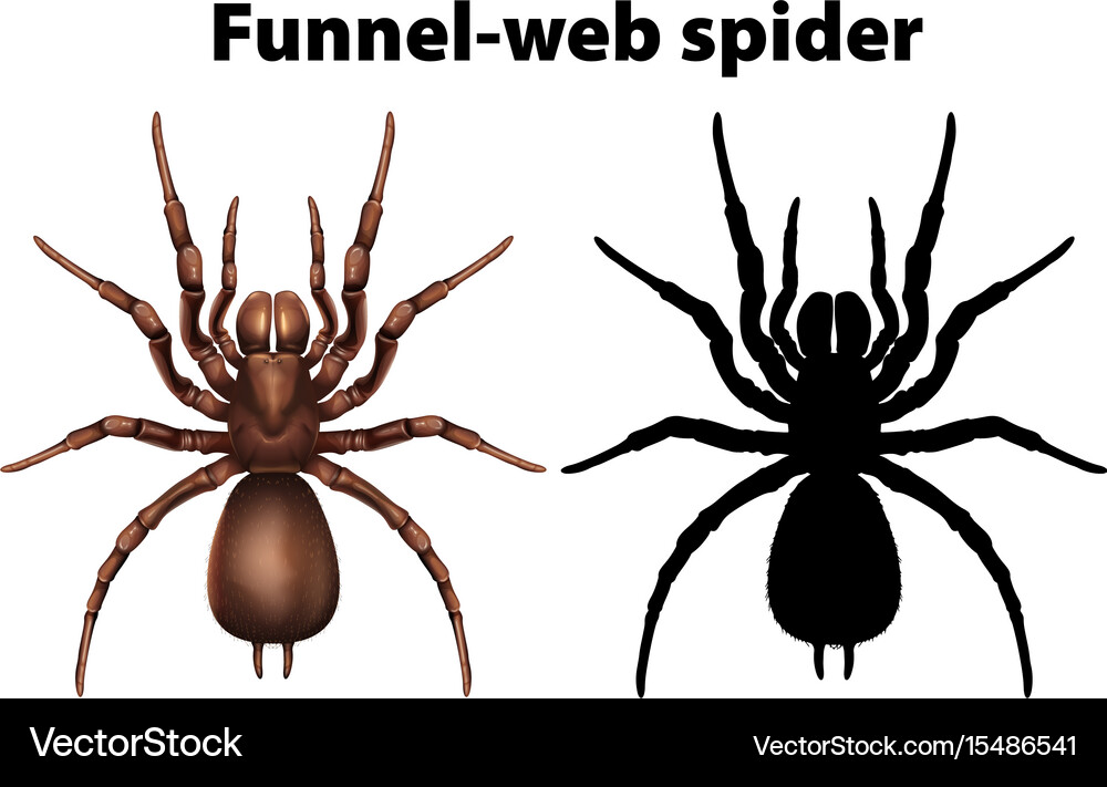 Funnel Web Spider In Silhouette And Colored Vector Image