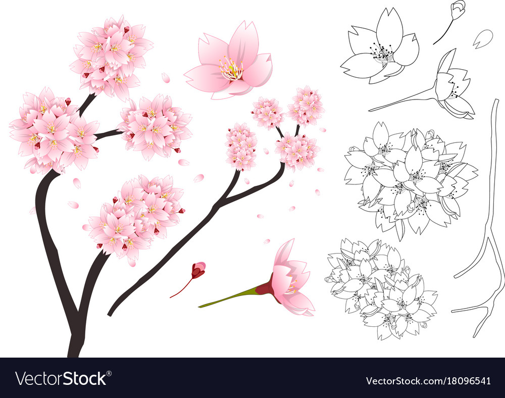 Sakura cherry blossom flower outline 