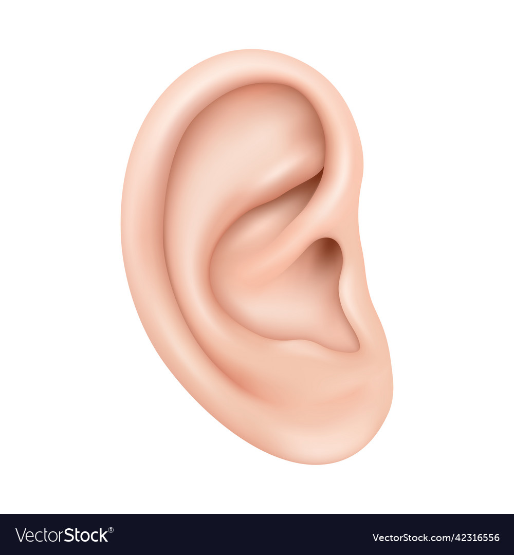 Realistic human ear isolated on white background