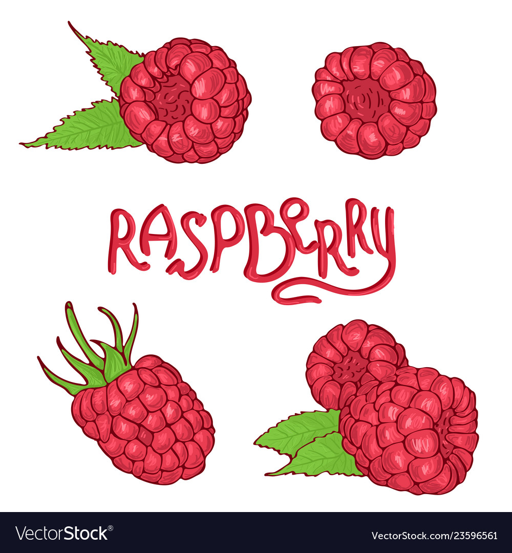Hand drawn raspberry set isolated on white vector image Hand drawn raspberry set isolated on white