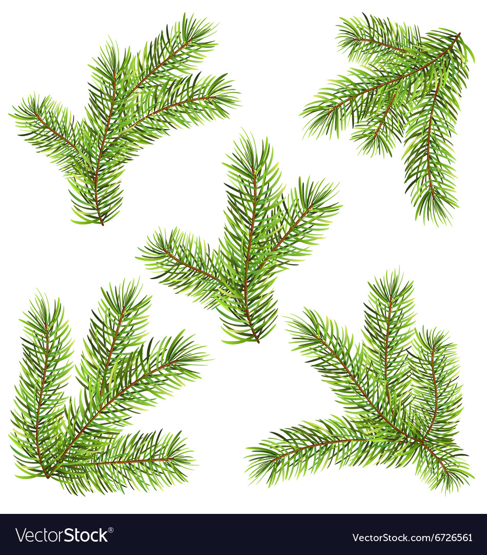 Spruces branches isolated on white background Vector Image