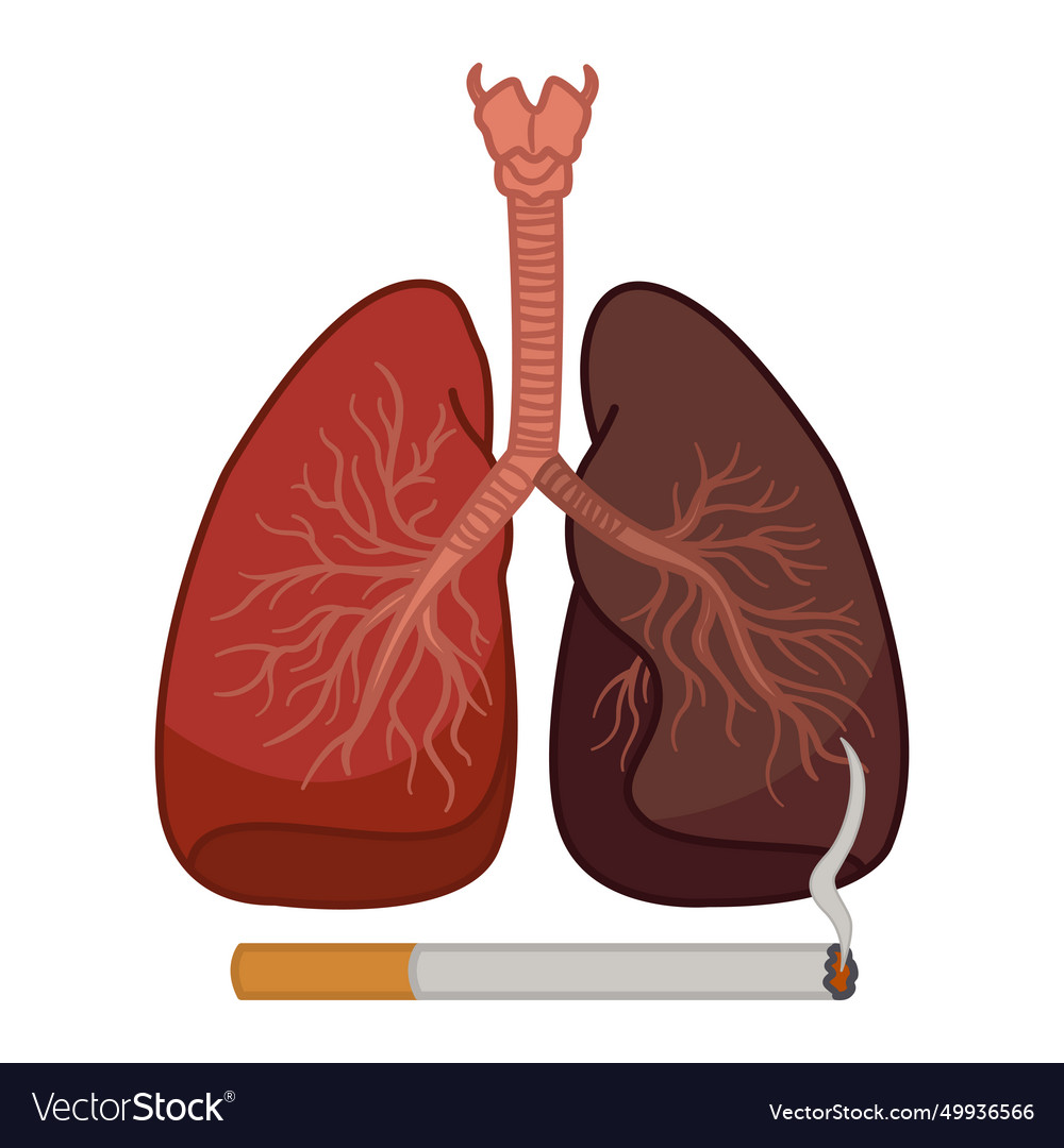 Healthy lung and smokers the danger Royalty Free Vector