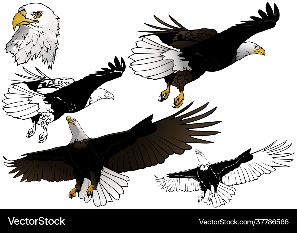 Set flying bald eagle Royalty Free Vector Image