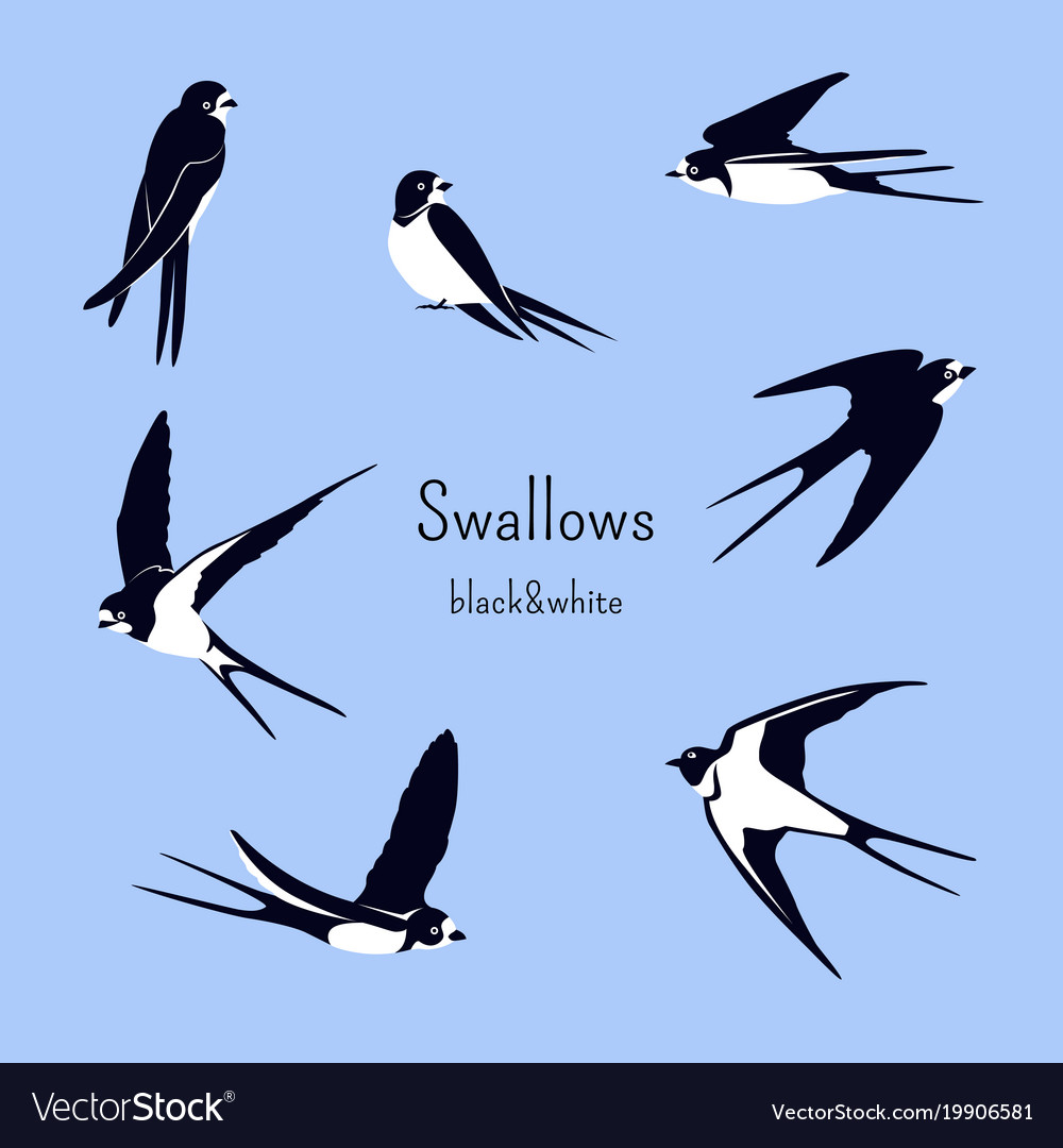 Five Flying Swallows