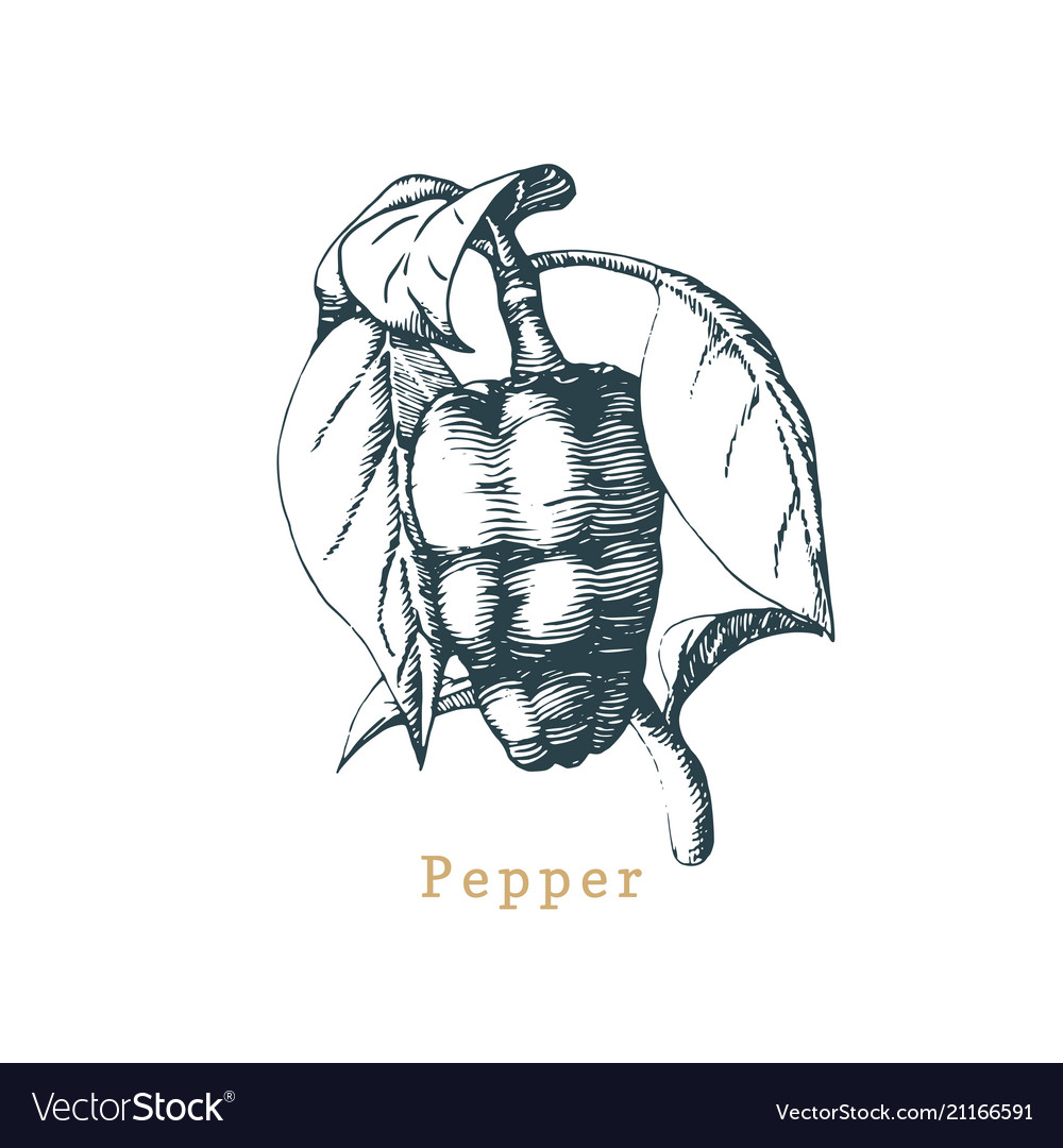 Pepper sketch drawn spice herb botanical vector image Pepper sketch drawn spice herb botanical