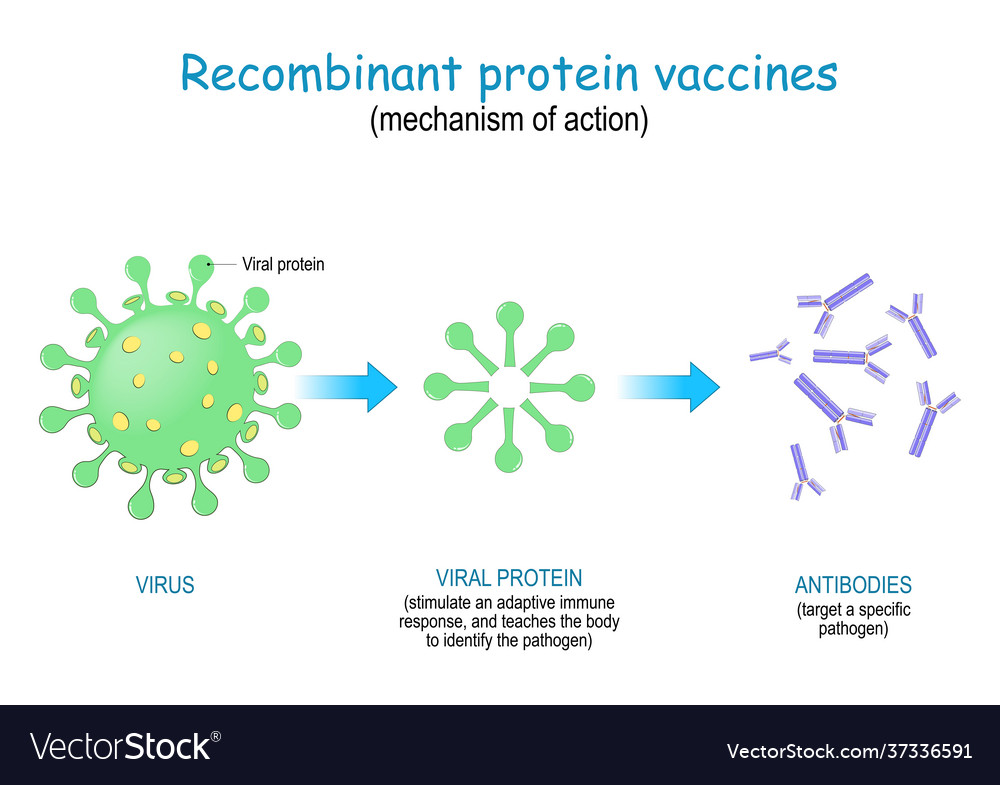 Recombinant protein vaccine mechanism action Vector Image