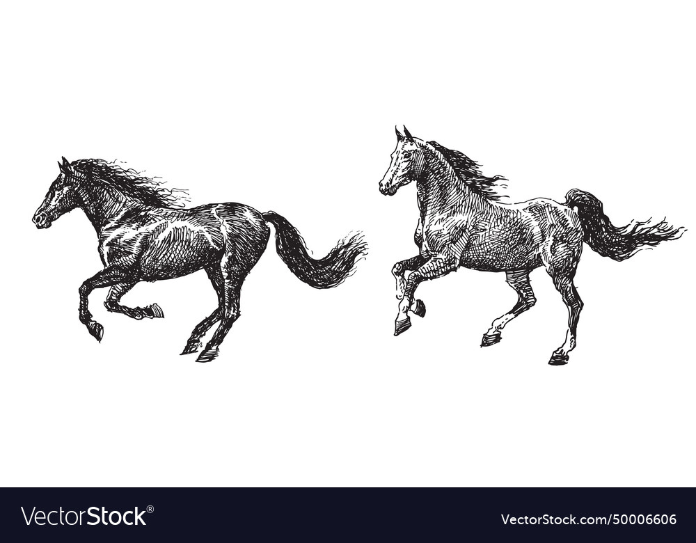 Hand drawing of galloping thoroughbred strong Vector Image