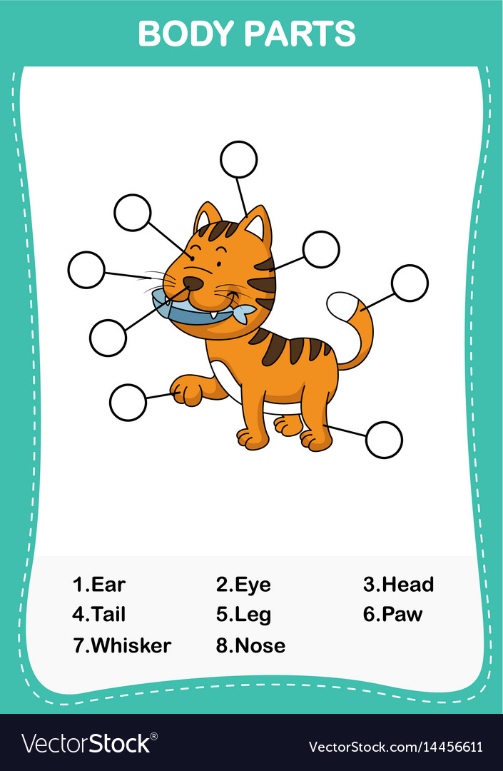 Cat vocabulary part of body Royalty Free Vector Image