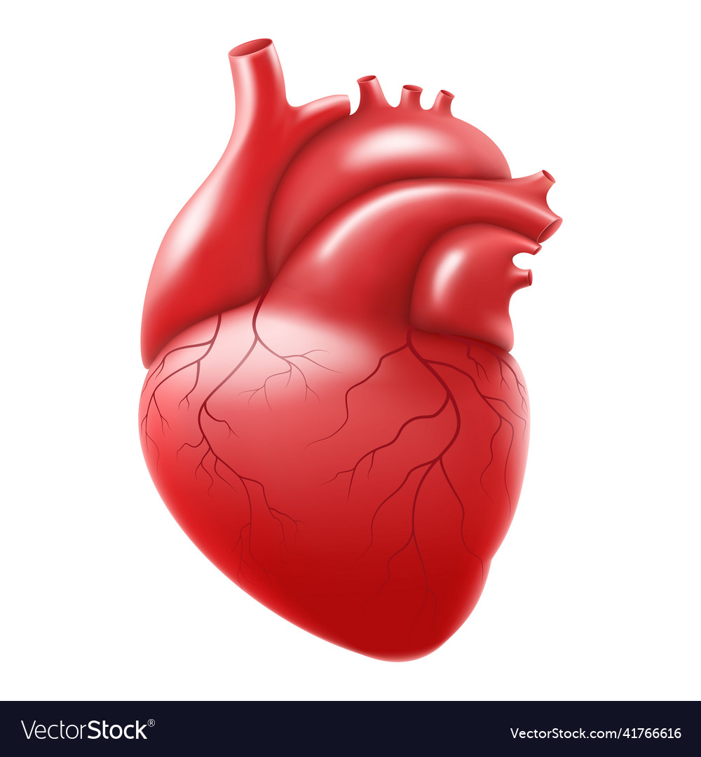 Human heart isolated on white background