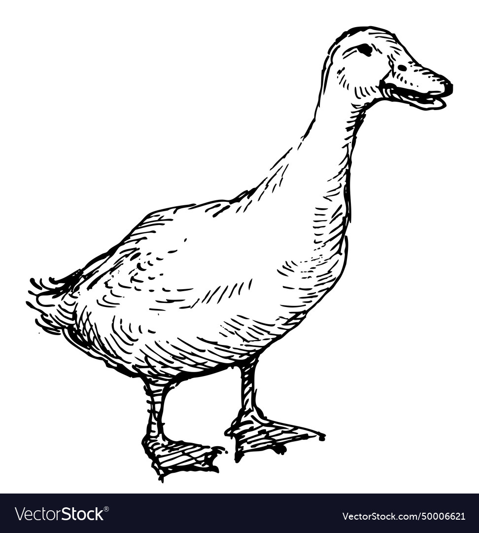 Outline hand drawing of domestic white goose Vector Image