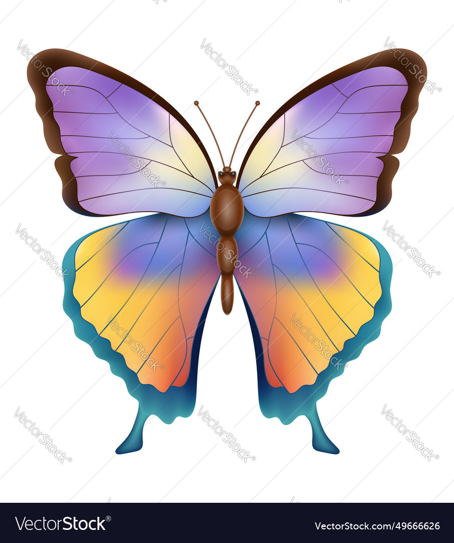 Butterfly insects wildlife animals