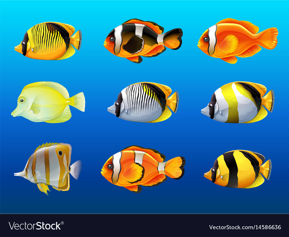 different types of fishes