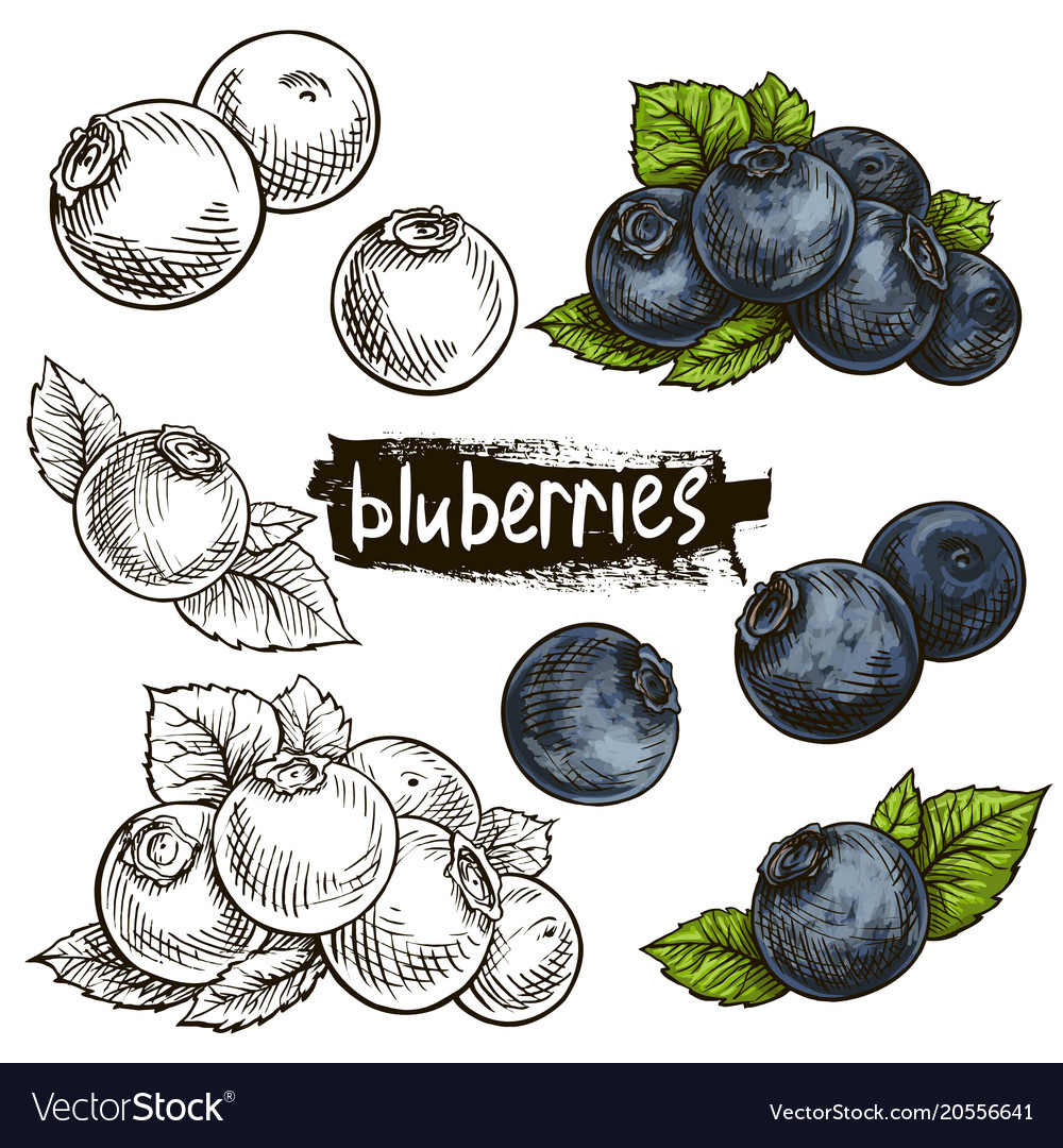 Blueberry hand drawn set Royalty Free Vector Image