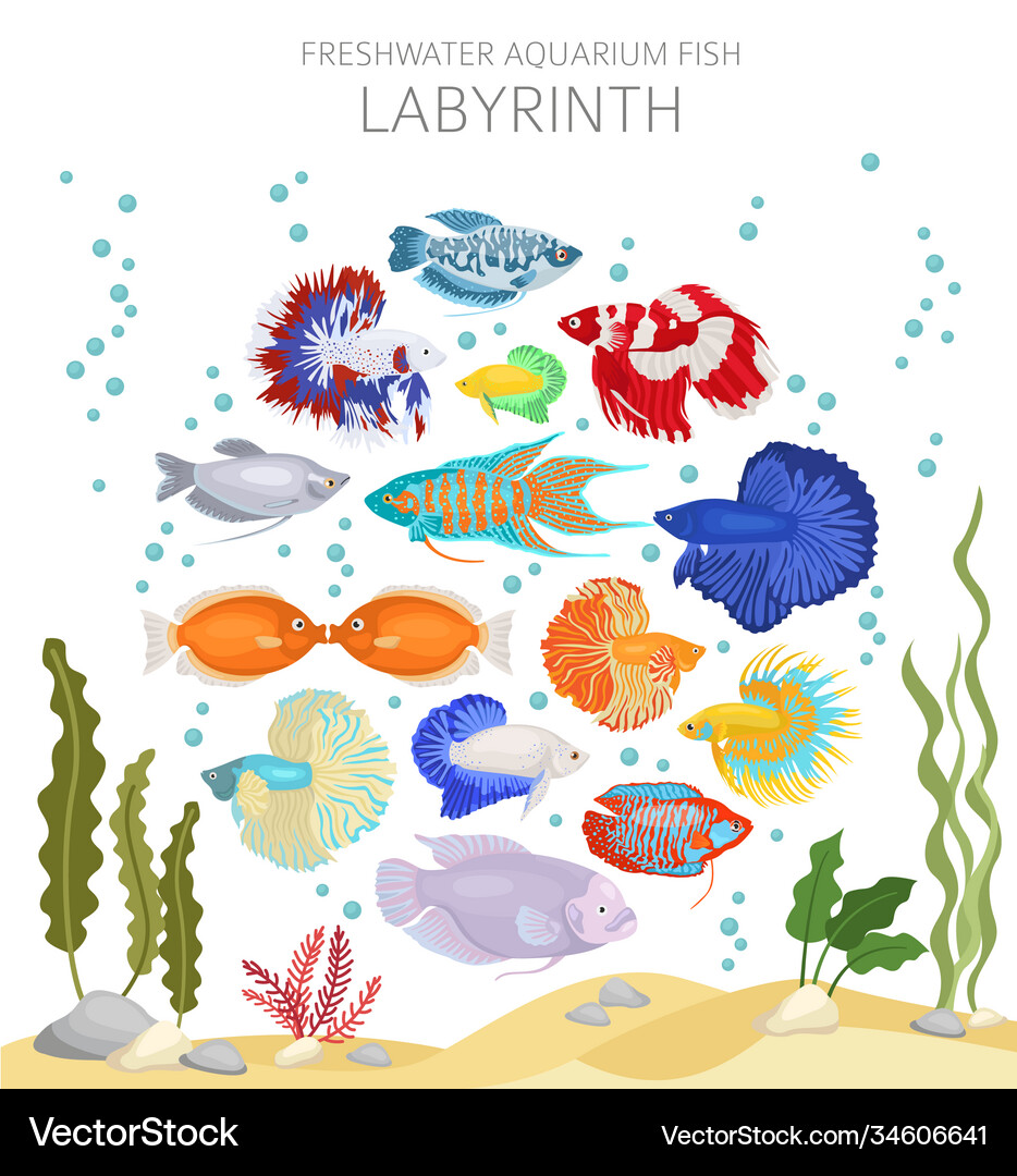 labyrinth aquarium