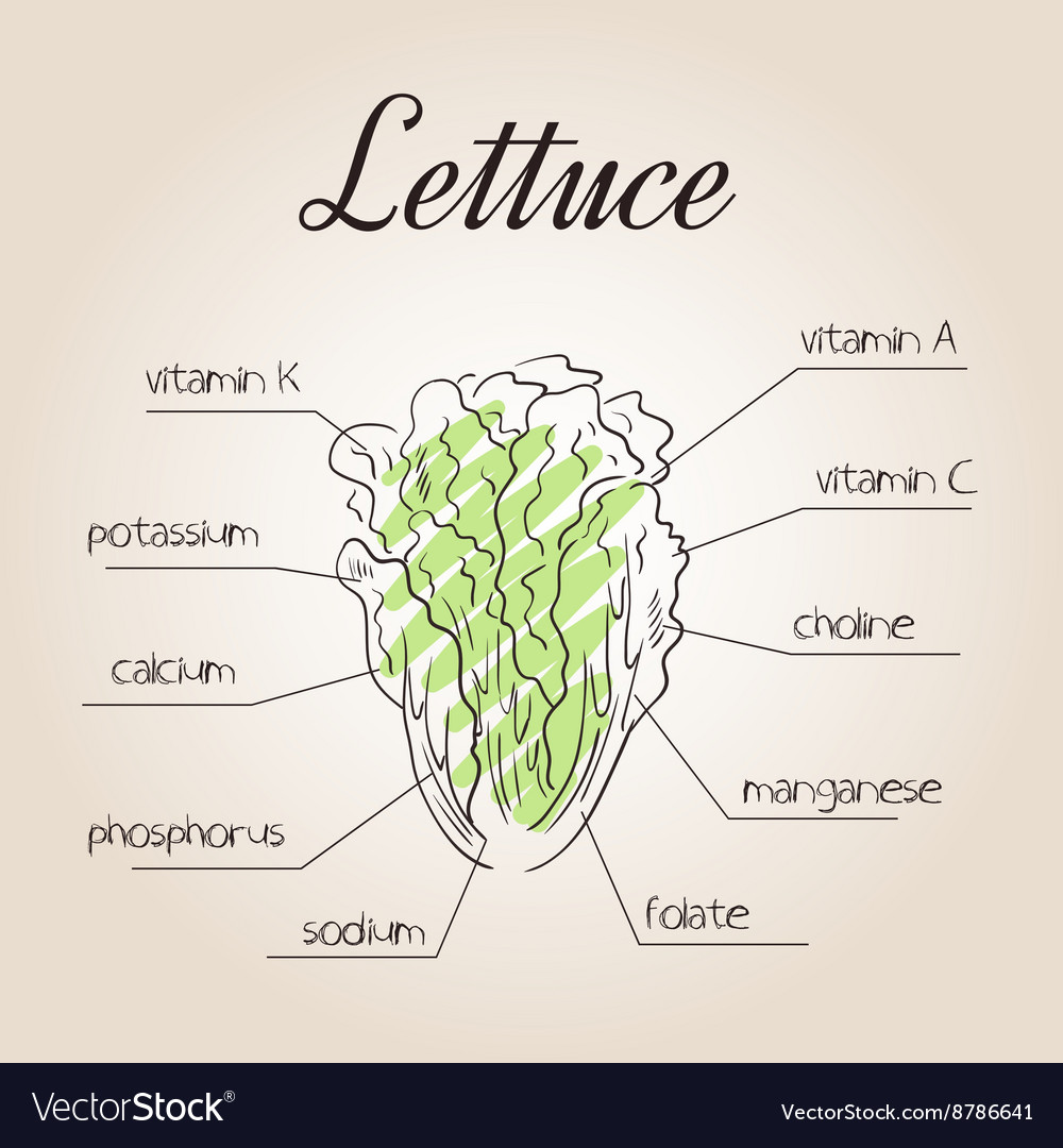 Nutrients list for lettuce