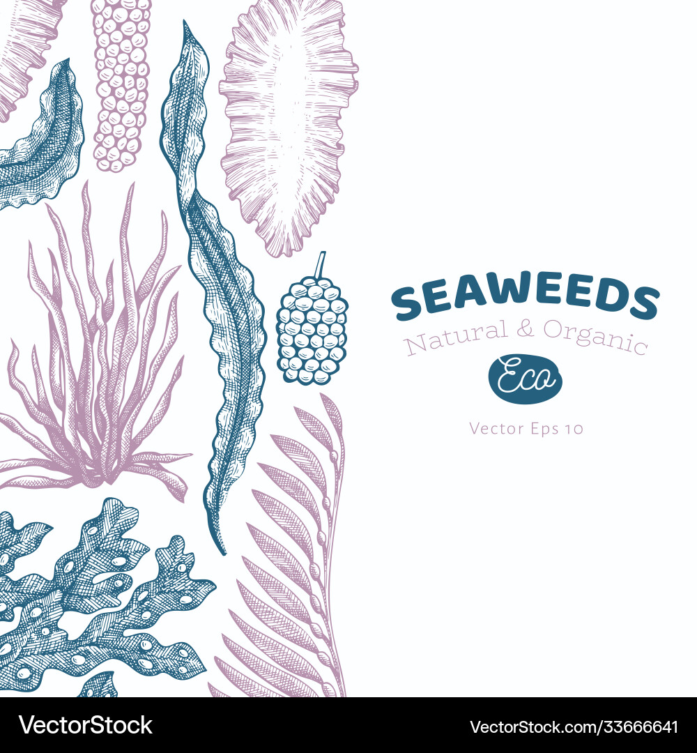Seaweed design template hand drawn seaweeds Vector Image