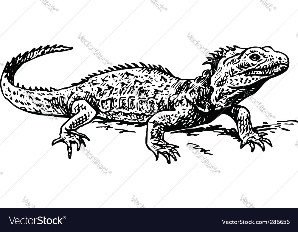 A tuatara sphenodon