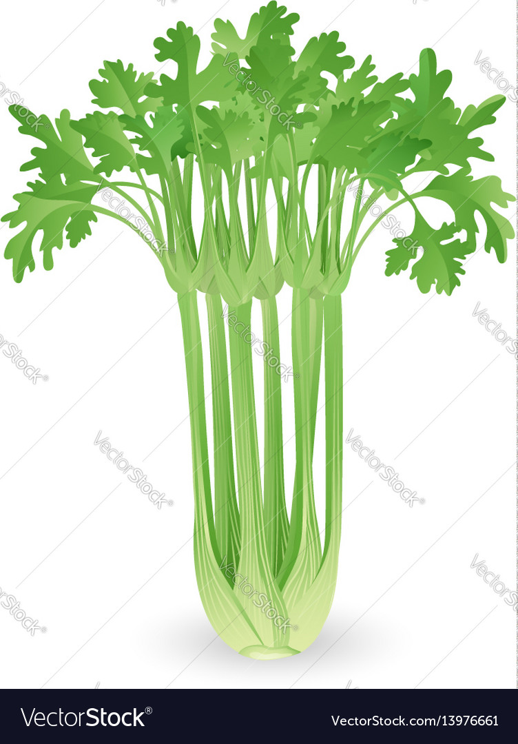 Bunch celery Royalty Free Vector Image VectorStock