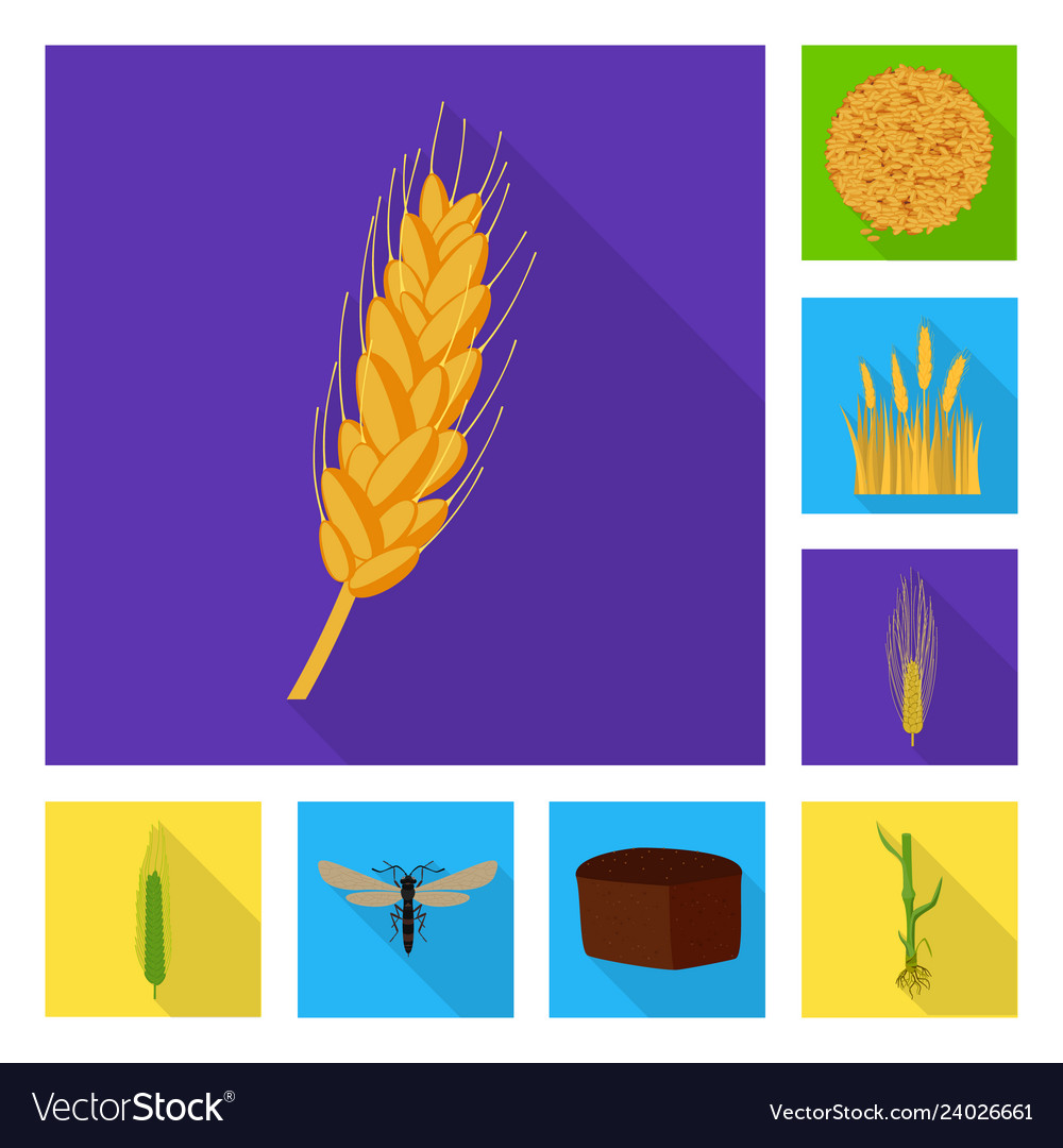 Isolated object of wheat and corn sign set