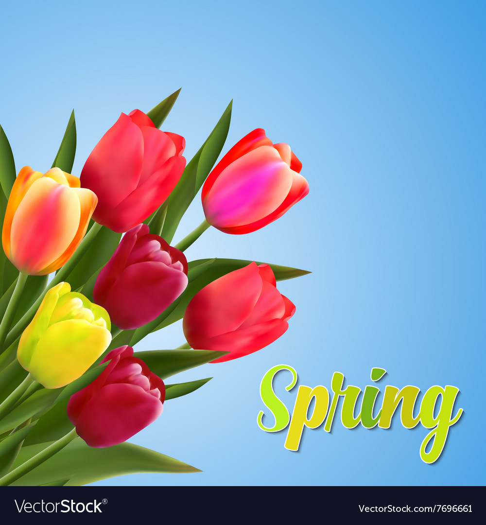 Spring text with tulip flower