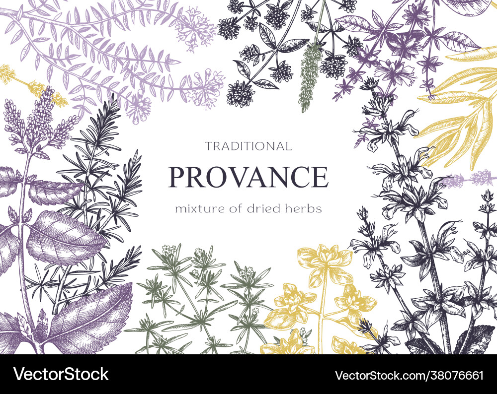 Traditional provence herbs banner design frame Vector Image
