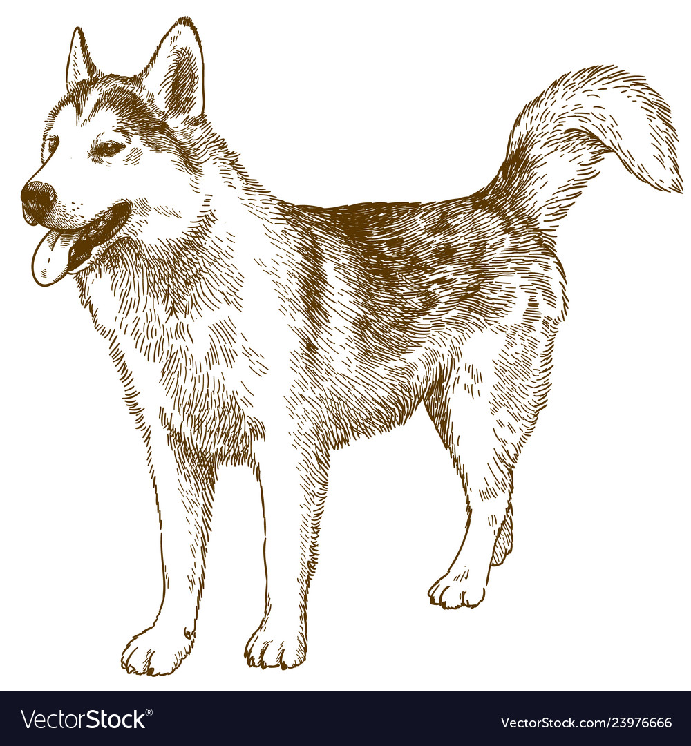 Engraving Drawing Husky Dog Royalty Free Vector Image Husky puppies are the cutest dogs ever! vectorstock