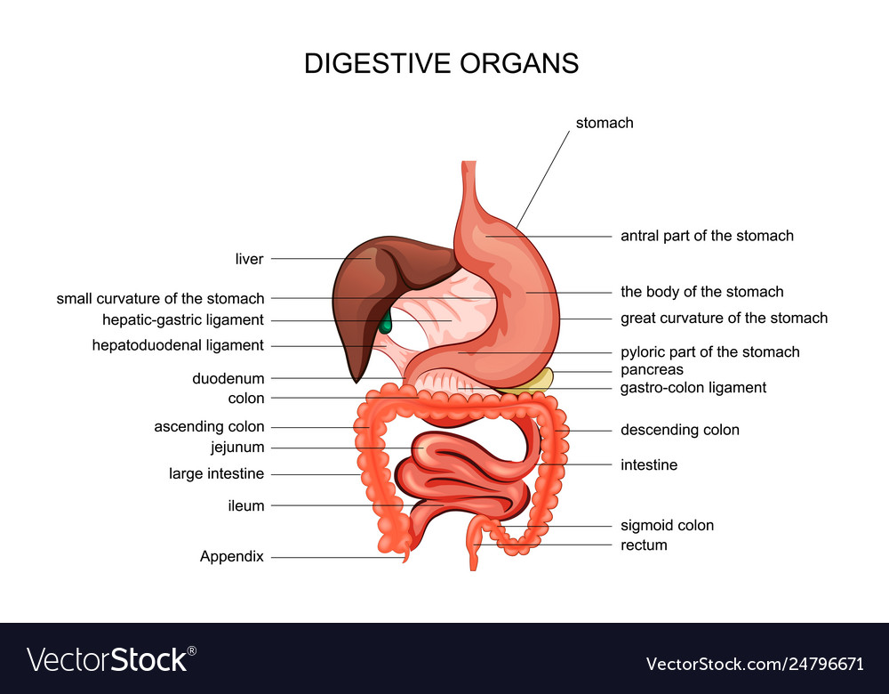 Organs digestion anatomy vector image Organs digestion anatomy