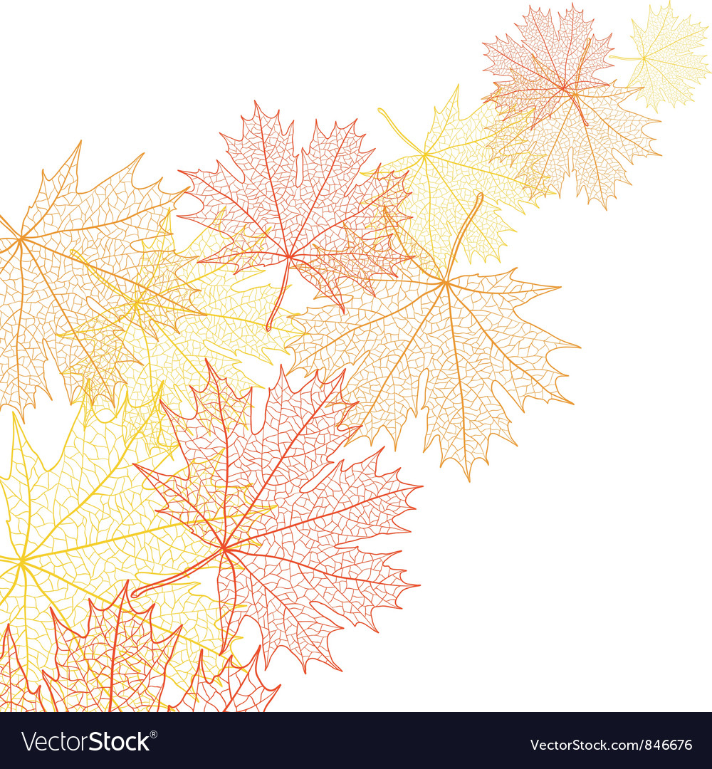 Autumn macro leaf of maple background