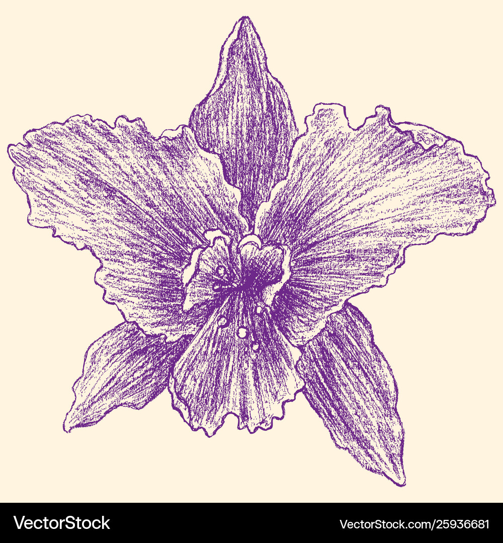 Iris Royalty Free Vector Image - VectorStock