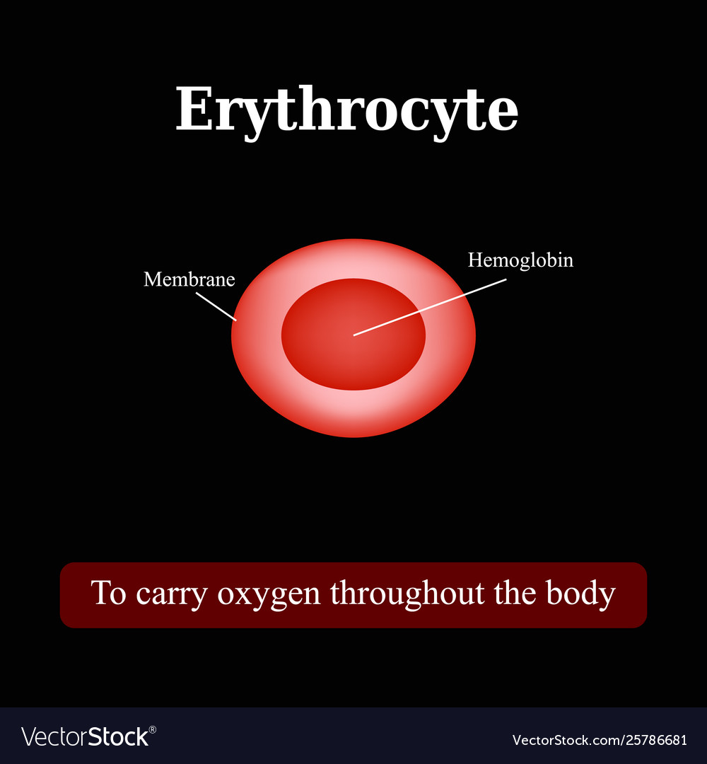 the-structure-red-blood-cell-erythrocyte-vector-image