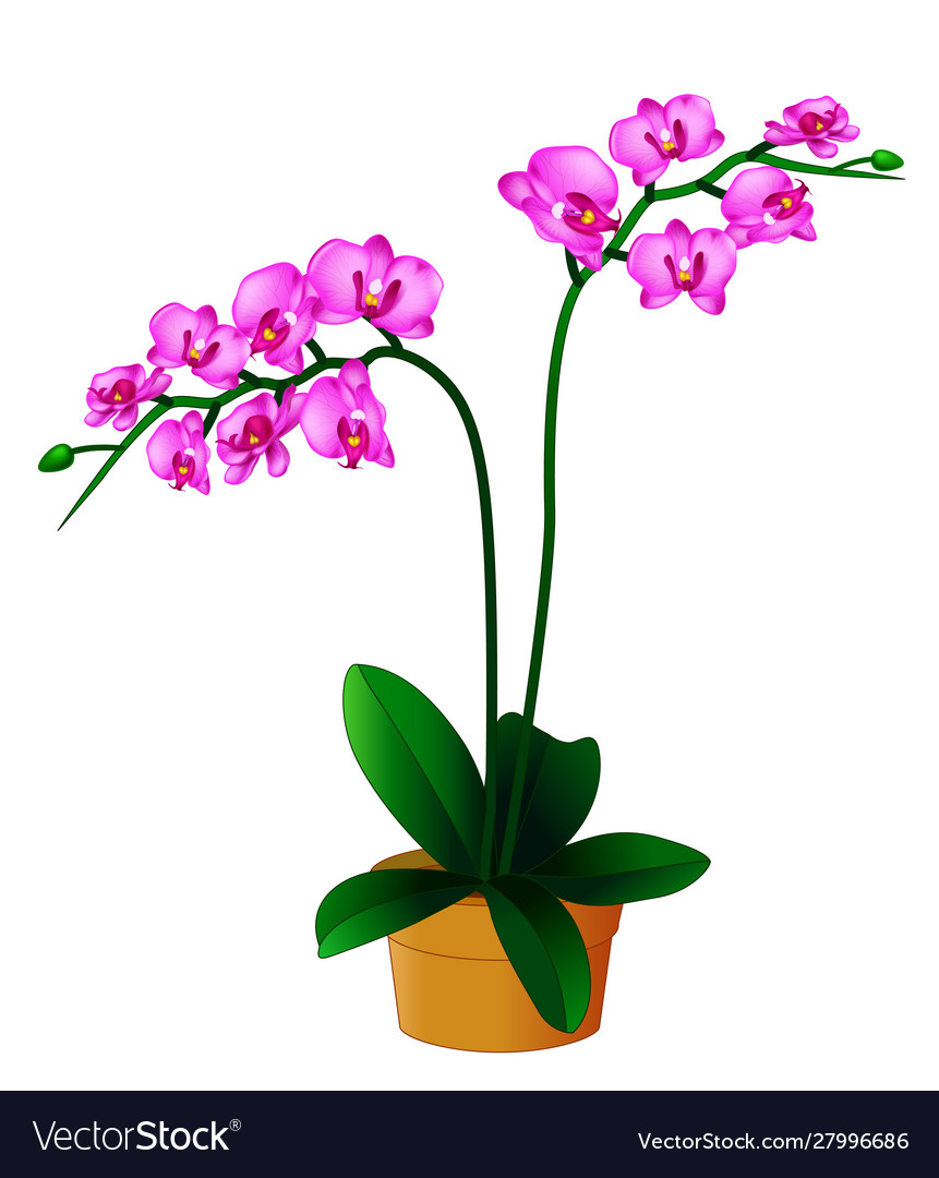 Beautiful purple violet ivy flower in brown pot Vector Image Beautiful purple violet ivy flower in brown pot Vector Image
