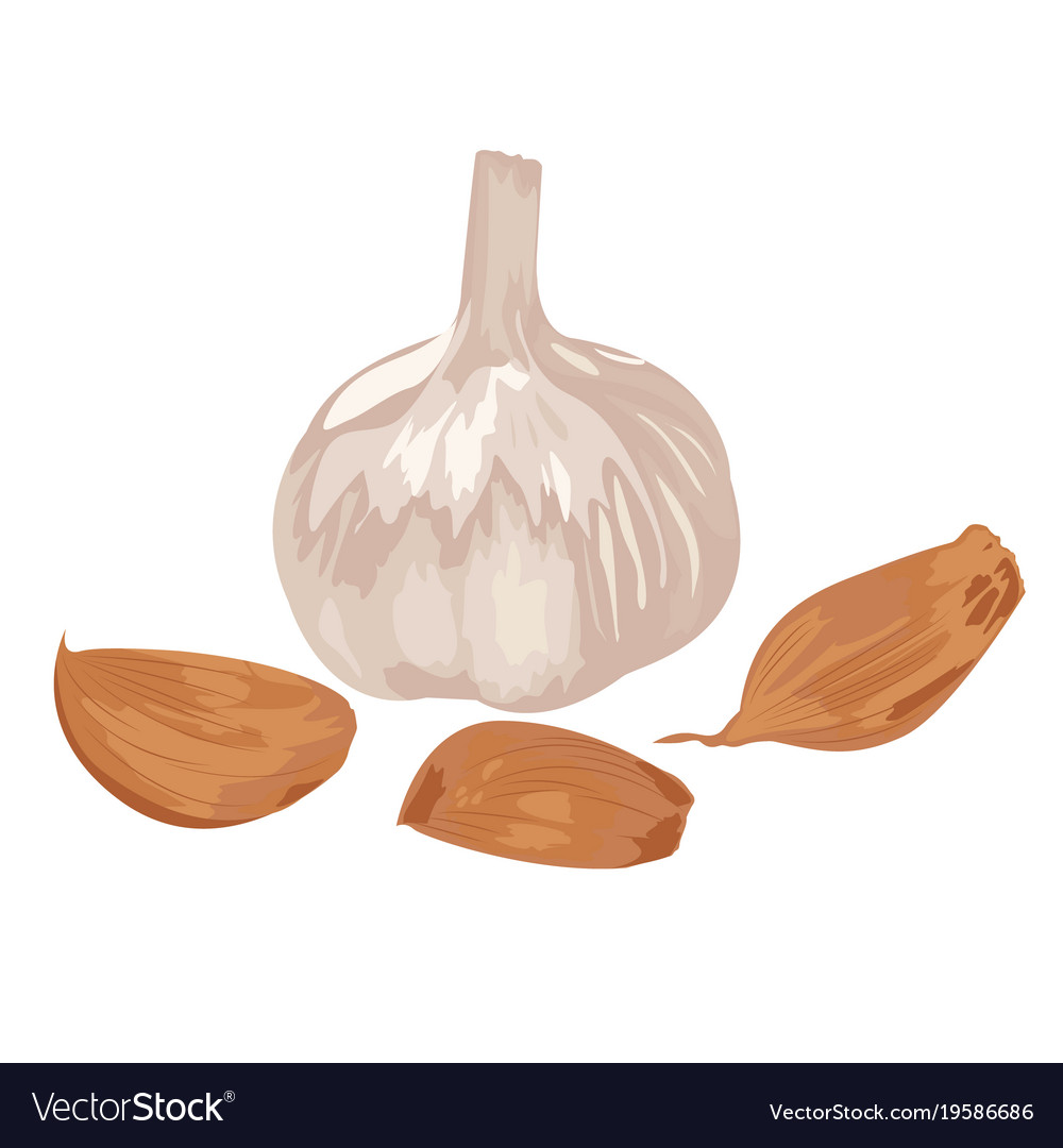 Knoblauch und Nelken auf weißem Hintergrund