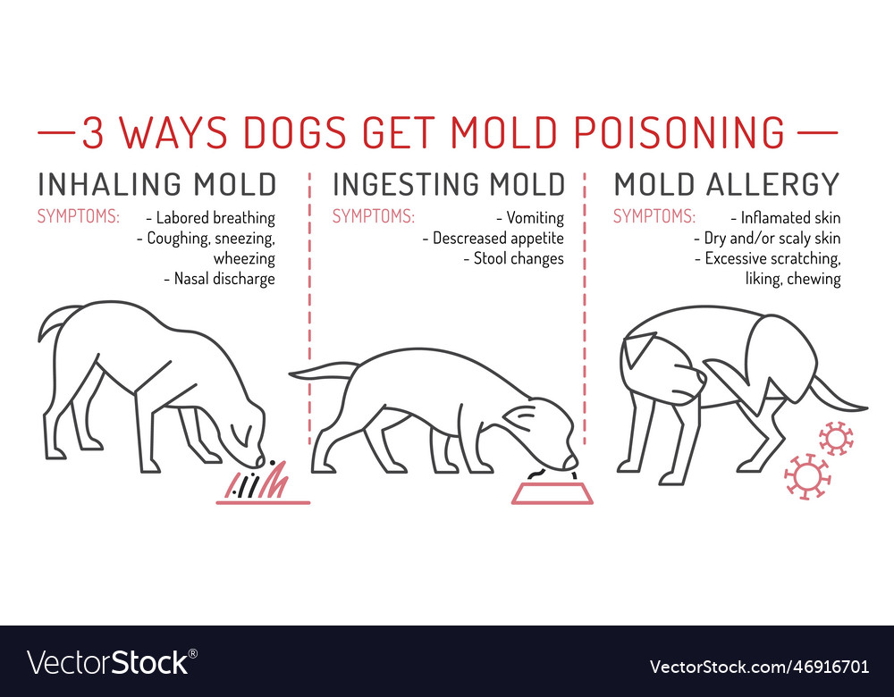 three-ways-dogs-get-mold-poisoning-royalty-free-vector-image