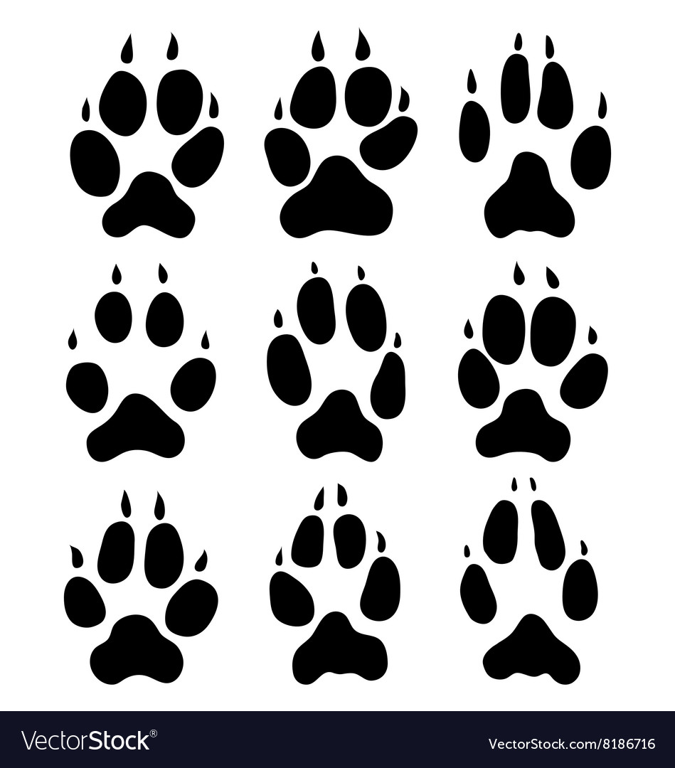 Footprints of foxes Royalty Free Vector Image - VectorStock