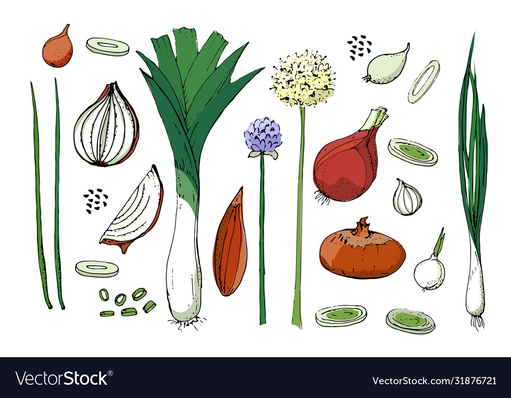 A set onion different types vector image A set onion different types