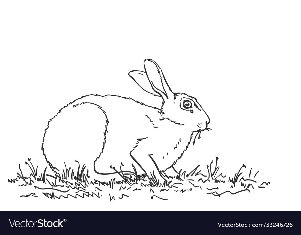 Rabbit eating grass hand drawn sketch