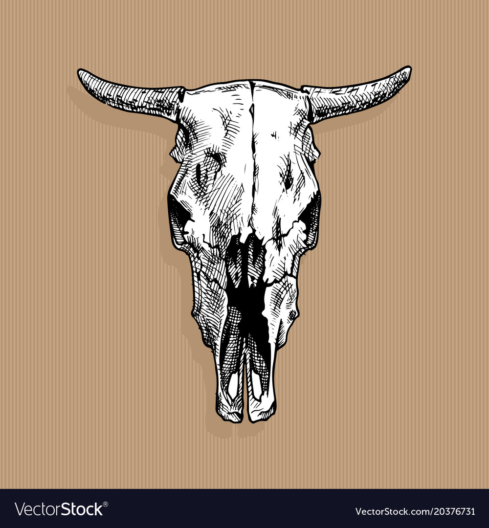 Bull skull Royalty Free Vector Image - VectorStock