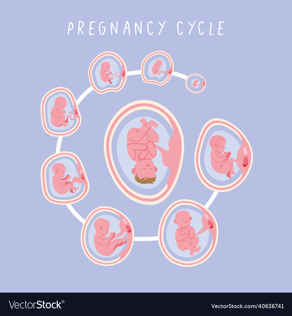 Embryo development phases cycle Royalty Free Vector Image