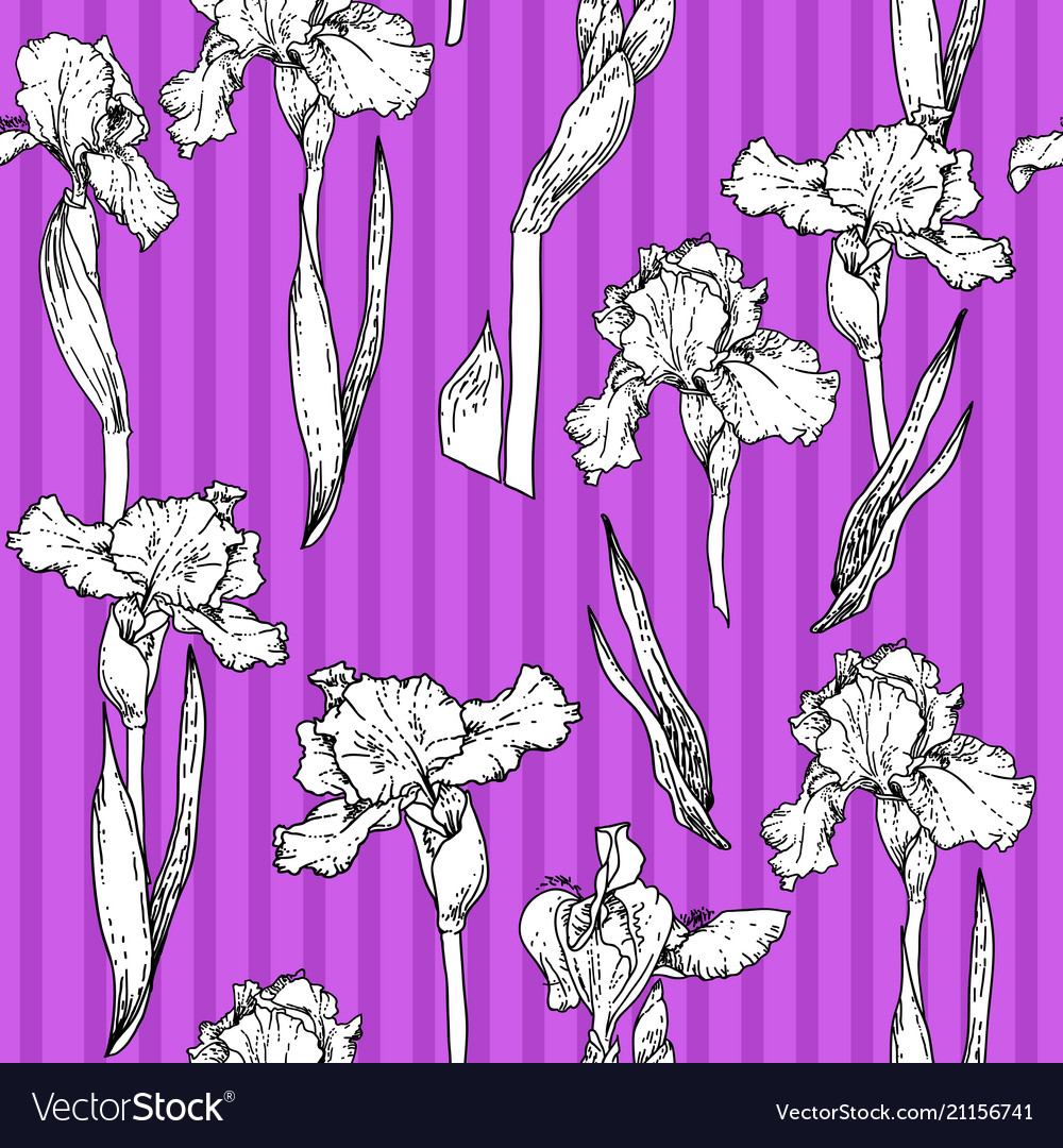 Iris violet pattern Vector Image Iris violet pattern
