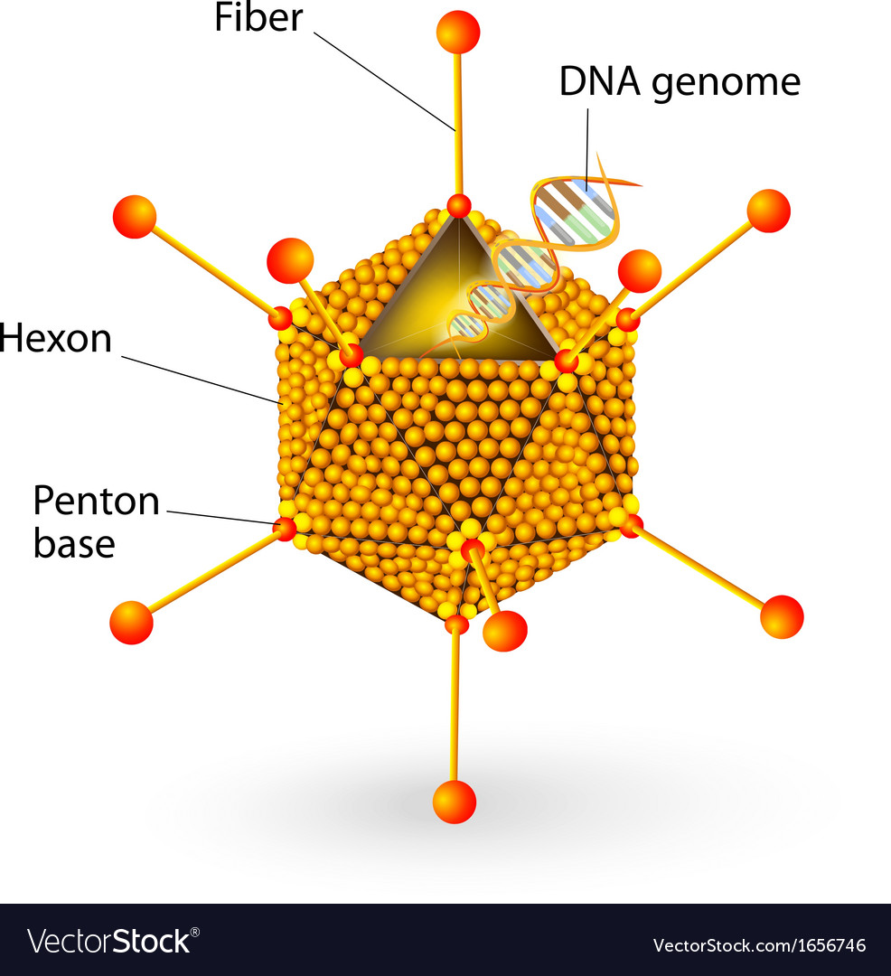 Structure adenovirus Royalty Free Vector Image