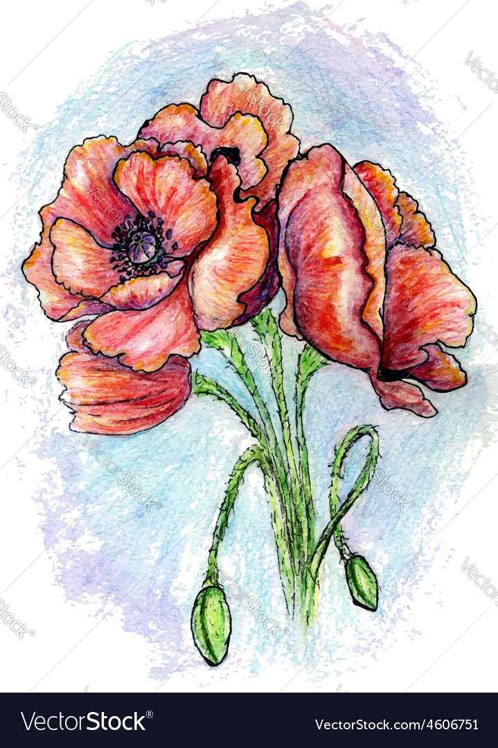 Poppy flowers sketch02